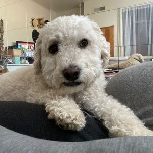 Meet your Posher, Chantelle